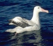 albatrosreal