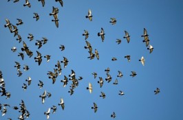 palomas-animales-cielo-paloma-bandada-de-aves_121-84432