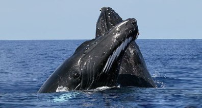 ballenas