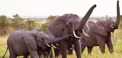 elefantes-alertan-humanos1