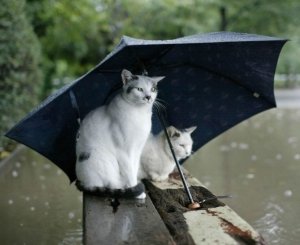por-que-gatos-tienen-miedo-agua